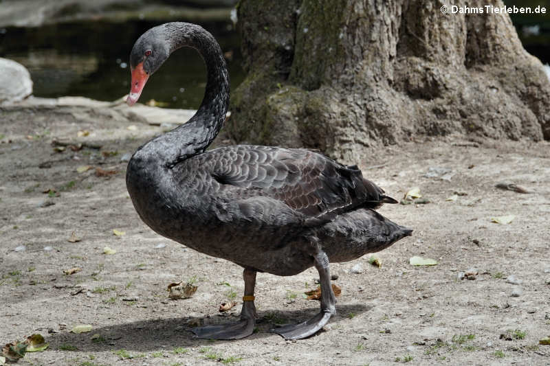 Trauerschwan (Cygnus atratus)