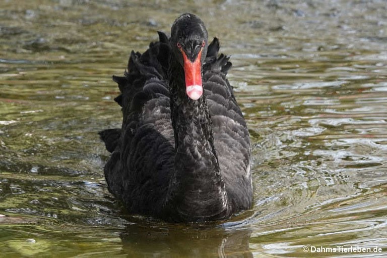 Cygnus atratus