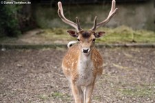 Europäischer Damhirsch (Dama dama) im Tierpark Fauna Solingen