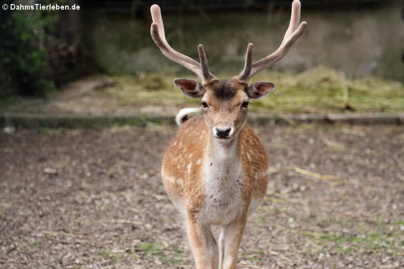 Europäischer Damhirsch (Dama dama)