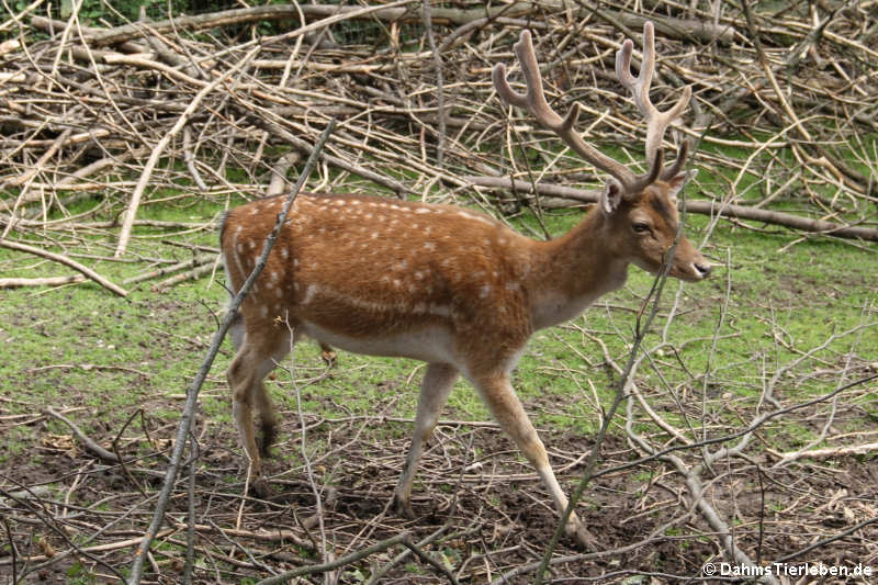 Europäischer Damhirsch (Dama dama)