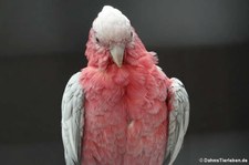 Rosakakadu (Eolophus roseicapilla) im Tierpark Fauna Solingen