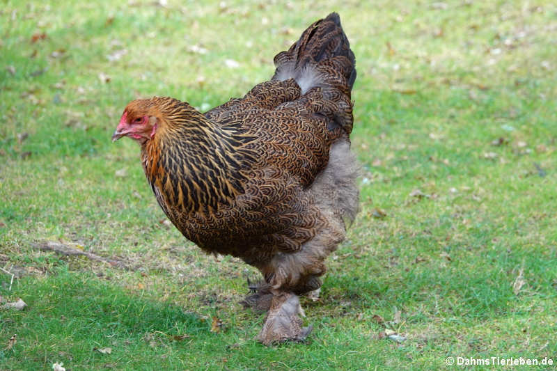 Brahmahuhn (Gallus gallus f. domesticus)