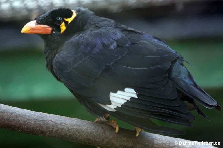 Gracula religiosa intermedia