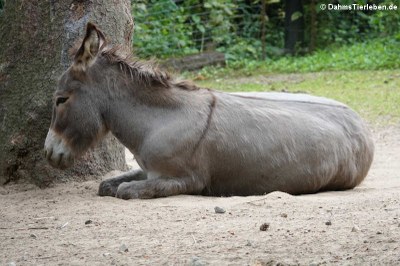 Hausesel (Equus africanus f. asinus)