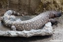 Heloderma horridum