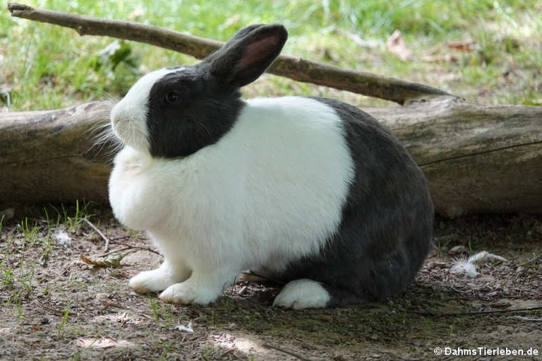 Holländer-Kaninchen
