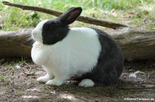 Holländer-Kaninchen (schwarz-weiß) im Tierpark Fauna Solingen