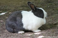 Holländer-Kaninchen (schwarz-weiß) im Tierpark Fauna Solingen