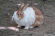 Holländer-Kaninchen (rot-weiß) im Tierpark Fauna Solingen