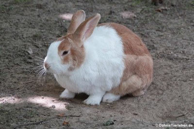 Holländer-Kaninchen (Oryctolagus cuniculus f. domestica)
