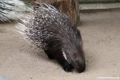 Weißschwanz-Stachelschwein (Hystrix indica)