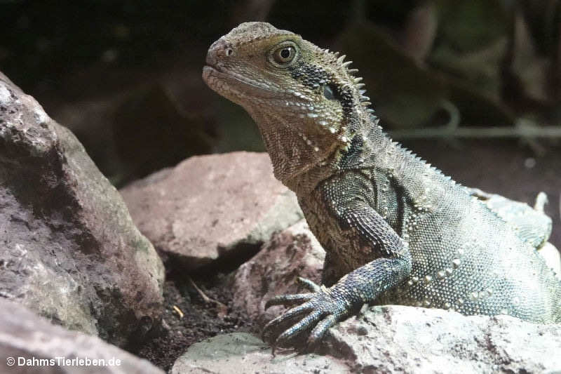 Intellagama lesueurii