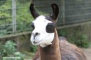 Lama guanicoe f. glama
