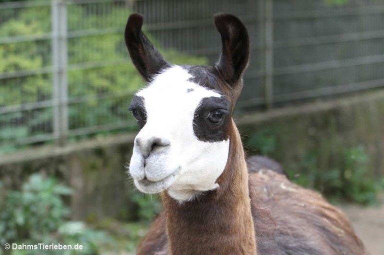 Lama guanicoe f. glama