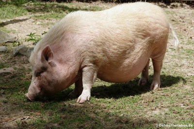 Göttinger Minischwein (Sus scrofa f. domestica)