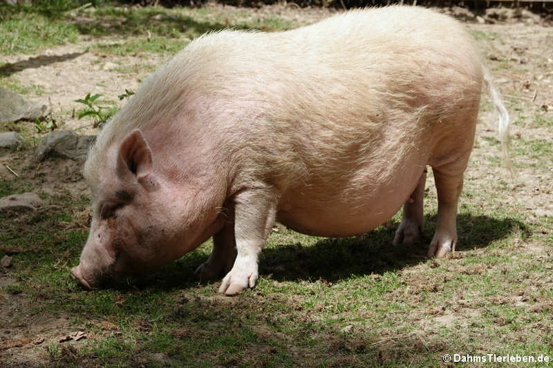 Göttinger Minischwein (Sus scrofa f. domestica)