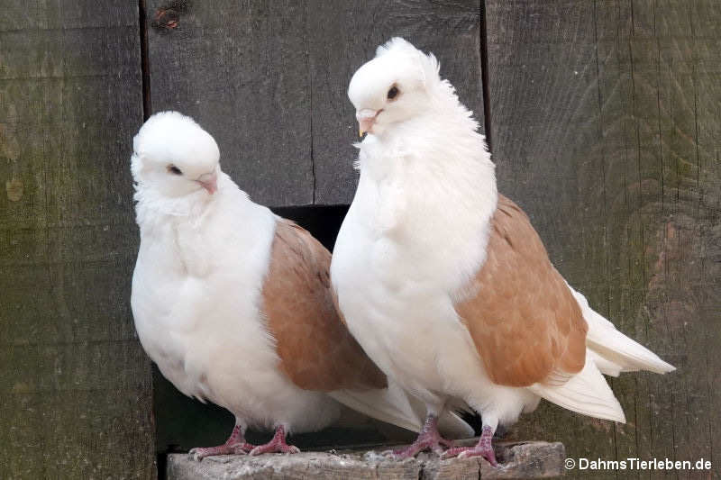 Altdeutsches Mövchen-2