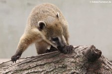 Südamerikanischer Nasenbär (Nasua nasua) im Tierpark Fauna Solingen