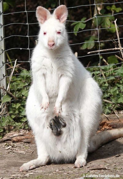 Notamacropus rufogriseus rufogriseus