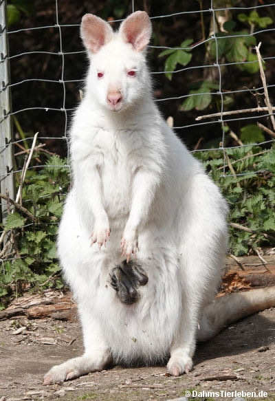 Notamacropus rufogriseus rufogriseus