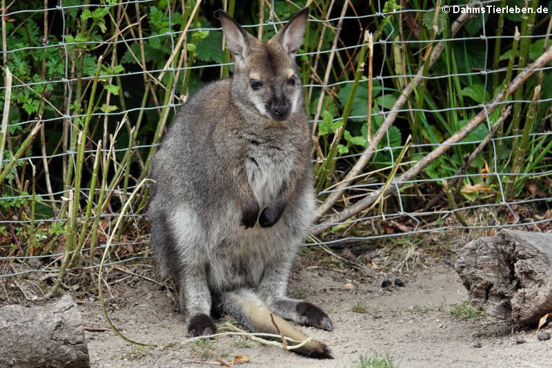 Bennettkänguru (Notamacropus rufogriseus rufogriseus)