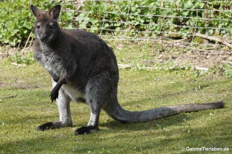 Notamacropus rufogriseus rufogriseus