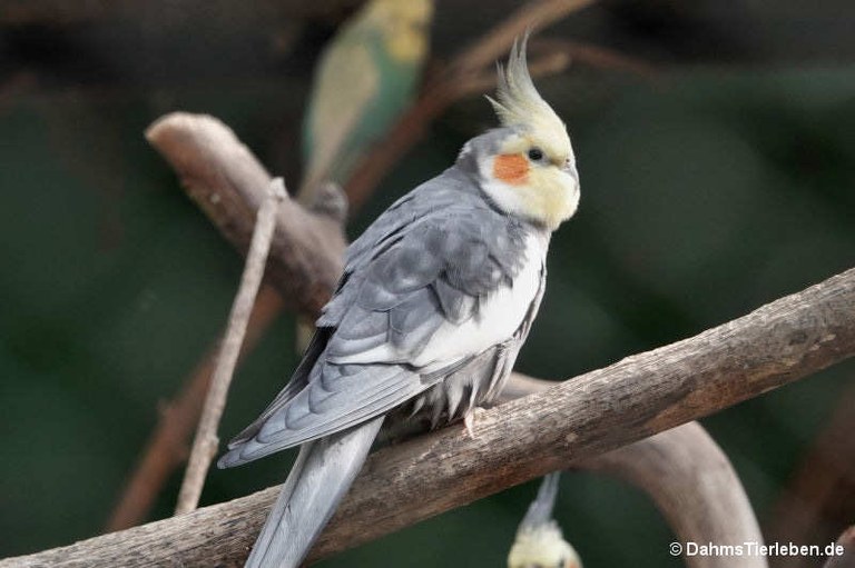 Nymphicus hollandicus