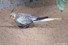 Nymphensittich (Nymphicus hollandicus) im Tierpark Fauna Solingen