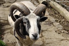 Vierhorn-Schaf im Eifelzoo Lünebach-Pronsfeld