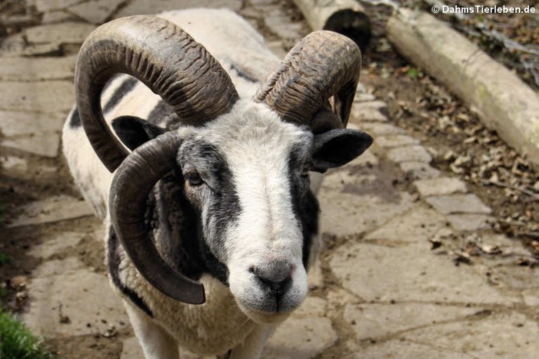 Jakob-Schaf