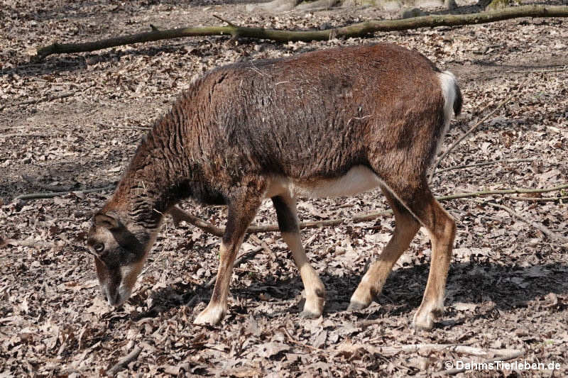Europäischer Mufflon