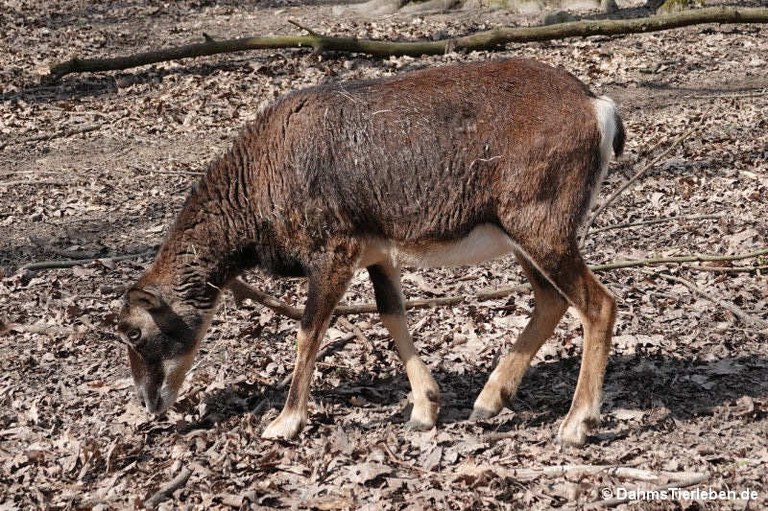 Ovis orientalis musimon