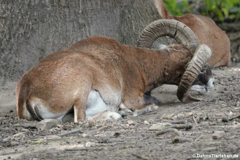 Europäischer Mufflon (Ovis orientalis musimon)