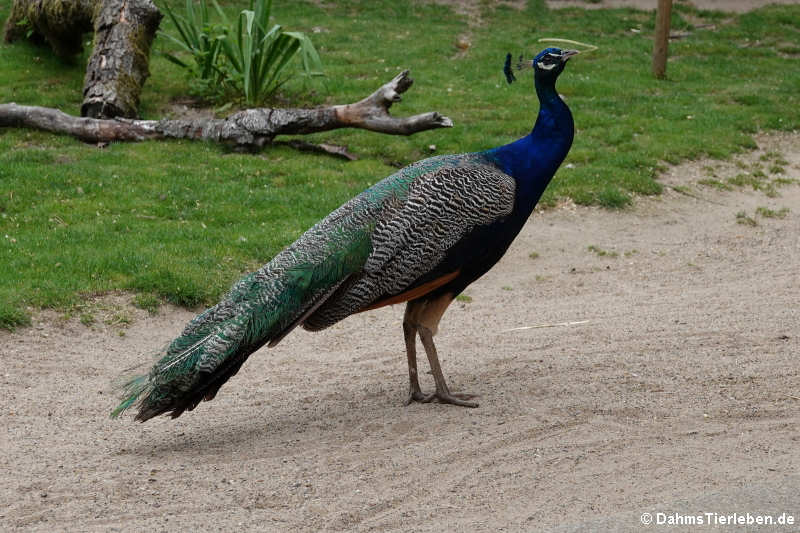 Blauer Pfau (Pavo cristatus)