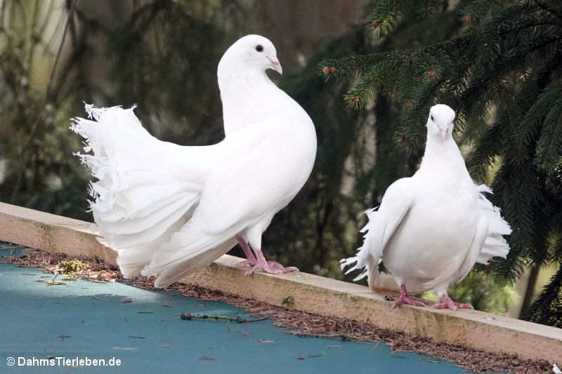 Pfautauben