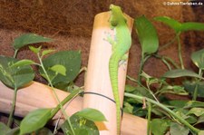 Großer Madagaskar Taggecko (Phelsuma grandis) im Tierpark Fauna Solingen