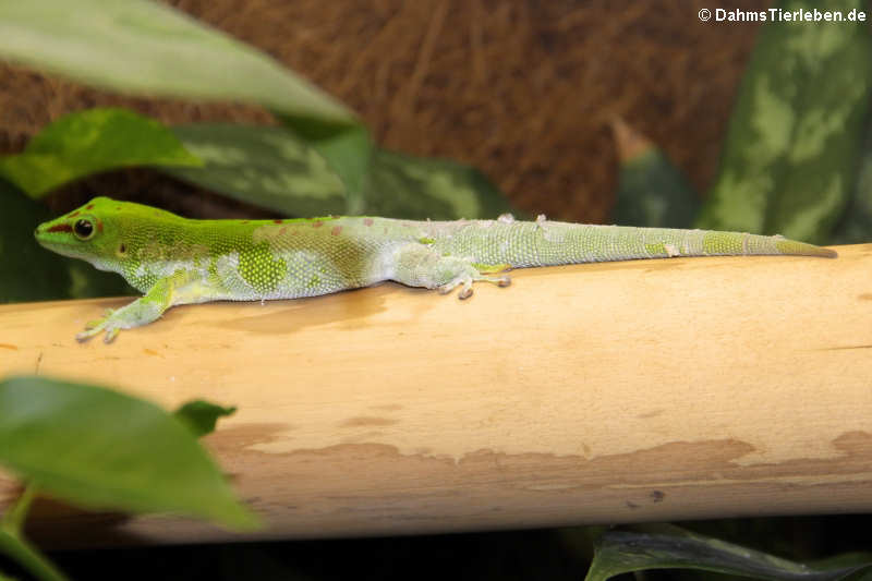 Madagaskar-Taggecko (Phelsuma grandis)