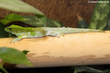 Großer Madagaskar Taggecko (Phelsuma grandis) im Tierpark Fauna Solingen