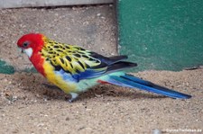 Nördlicher Rosellasittich (Platycercus eximius elecica) im Tierpark Fauna Solingen