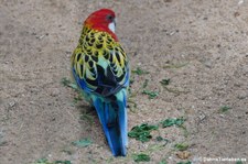 Nördlicher Rosellasittich (Platycercus eximius elecica) im Tierpark Fauna Solingen