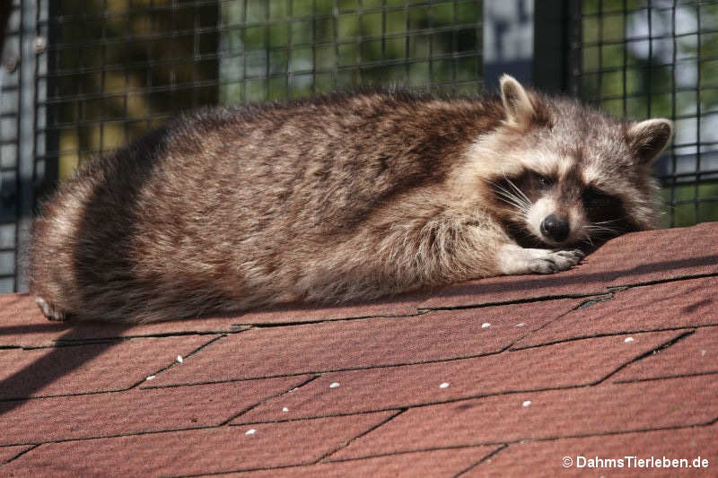 Procyon lotor