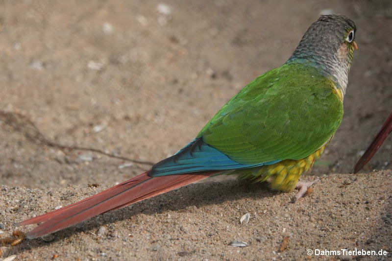 Molinasittich Pyrrhura molinae-1