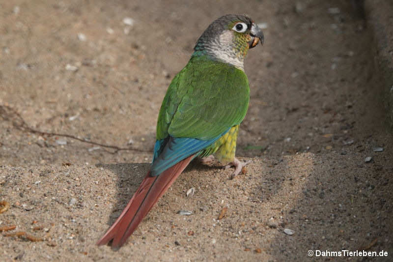 Molinasittich Pyrrhura molinae-2