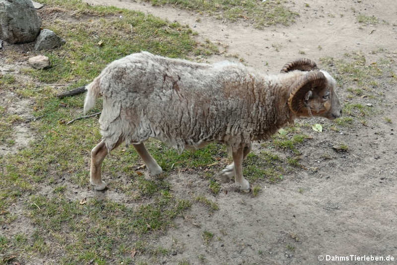 Ouessant-Schaf (Ovis ammon f. aries)