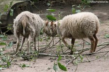 Ouessantschafe im Tierpark Fauna Solingen