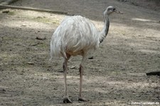 Nandu (Rhea americana) im Tierpark Fauna Solingen