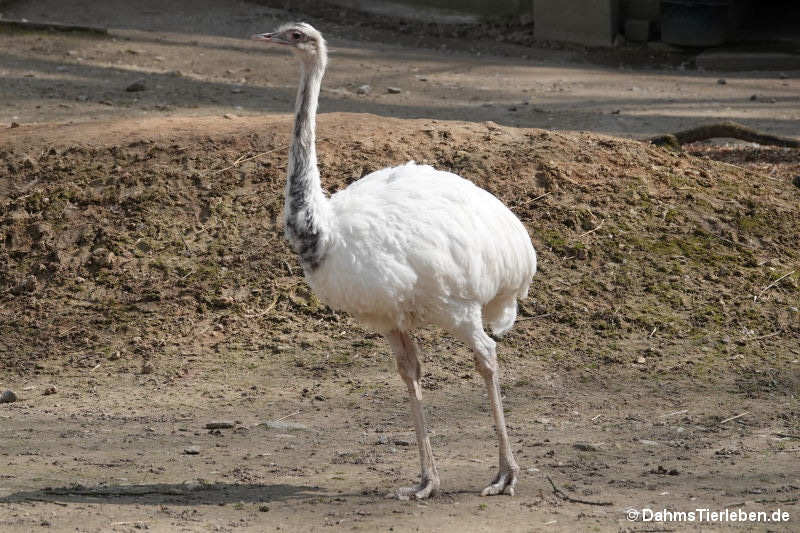 Nandu
