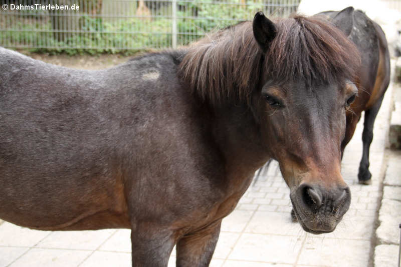 Shetlandpony (Equus ferus f. caballus)