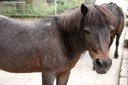 Shetlandpony